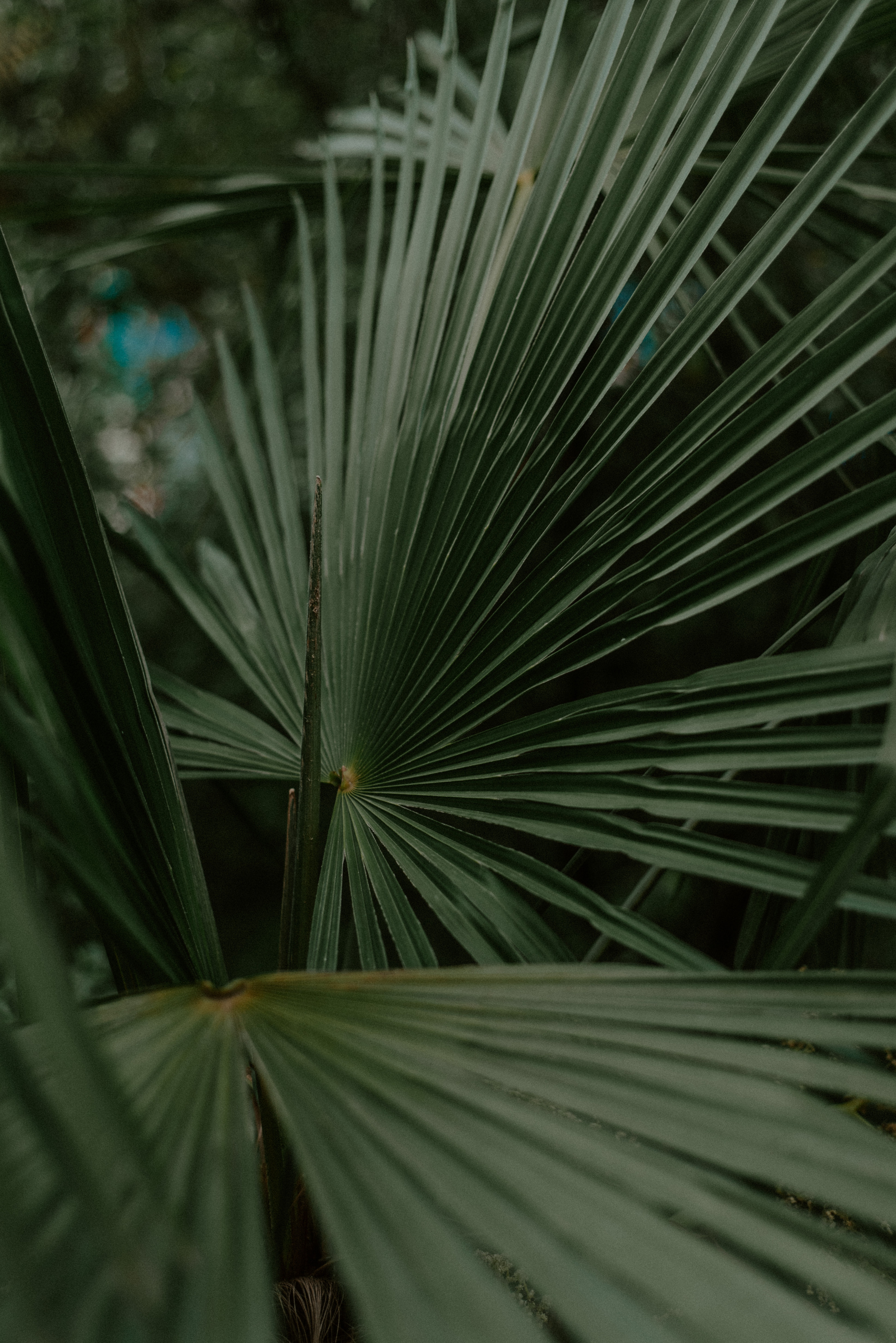 Green Long Leaves in Close Up Photography